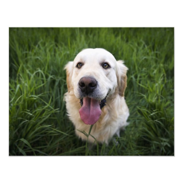 Foto Sonriente Golden Retriever (Frente)
