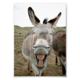 Foto Sonrisa en Donkey