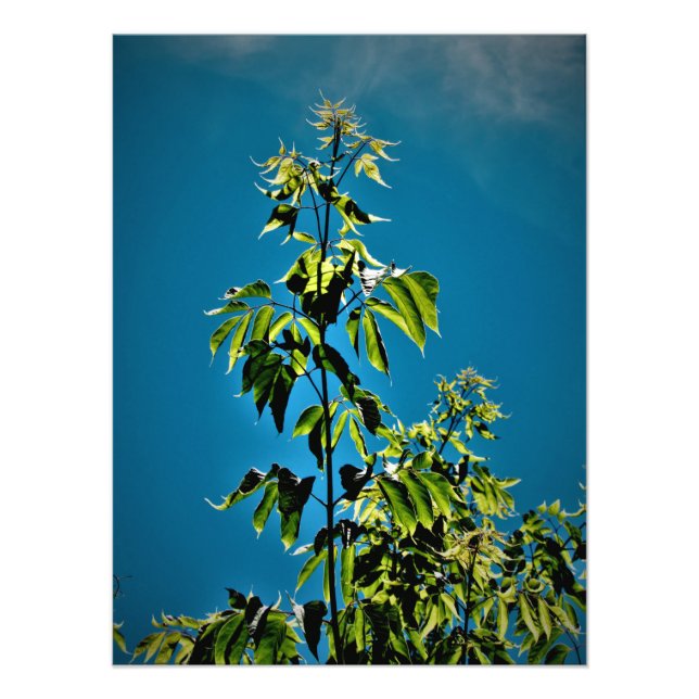 Foto "Sorins Got Sunshine" (Frente)