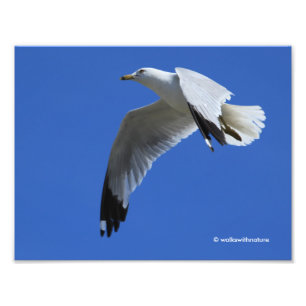 Foto Sorprendente gaviota con billetera en vuelo