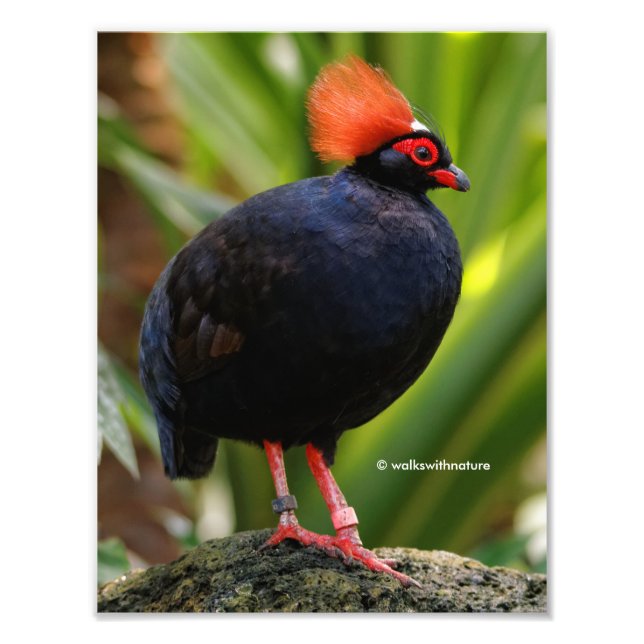Foto Sorprendente Rulu-Roul Crested Wood Partridge Bird (Frente)