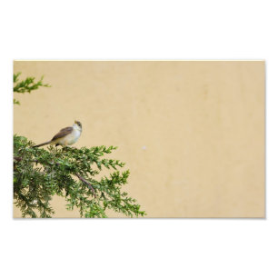 Foto Sparrow