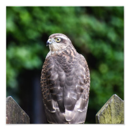 Foto Sparrowhawk