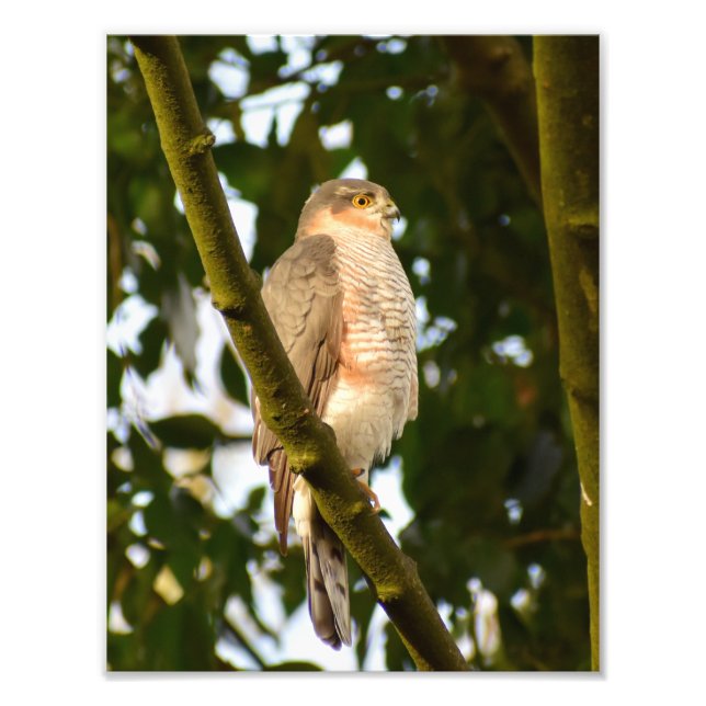 Foto Sparrowhawk (Frente)