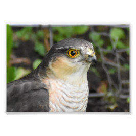 Foto Sparrowhawk