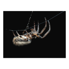 Foto Spider En La Web