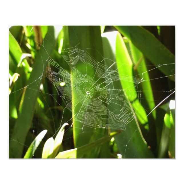 Foto Spiderweb en la naturaleza de las hojas tropicales (Frente)