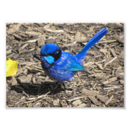 Foto Splendid Fairy Wren Photo Print