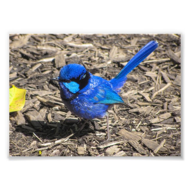Foto Splendid Fairy Wren Photo Print (Frente)