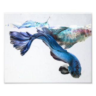 Foto Splish Splash Betta Fish