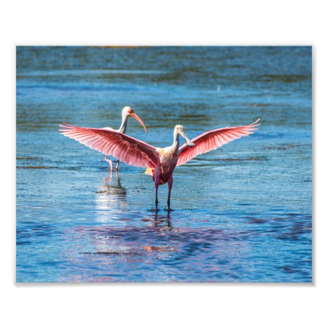 Foto Spoonbill Roseate 10 x 8 Kodak Pro Photo (Frente)