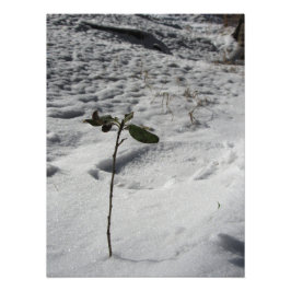 Foto "Sprout de nieve"