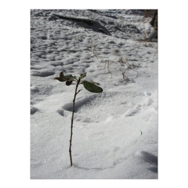 Foto "Sprout de nieve" (Frente)