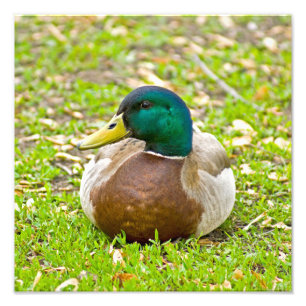 Foto Sr. Pato Mallard