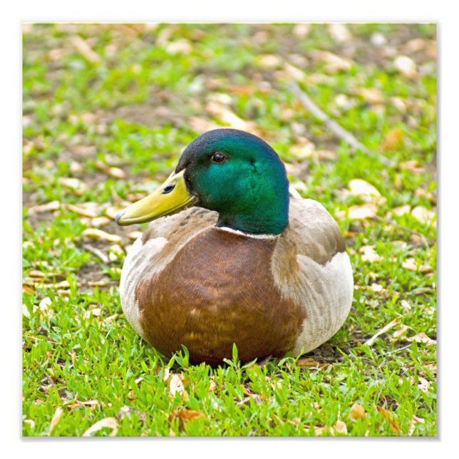Foto Sr. Pato Mallard (Frente)