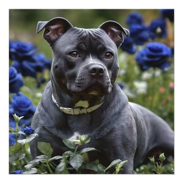 Foto Staffordshire Bull Terrier In Blue Rosa Garden, (Frente)
