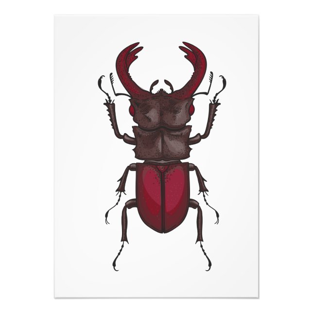 Foto Stag beetle (Frente)