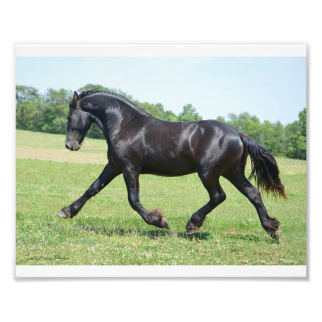 Foto Stallion friesiano de libertad (Frente)