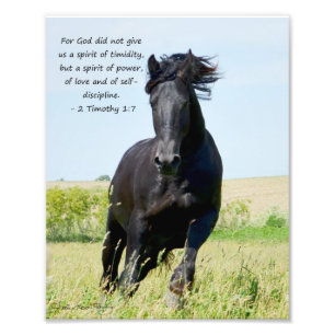 Foto Stallion frisón 2 Timothy 1:7