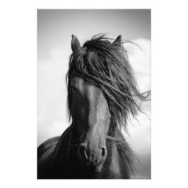 Foto Stallion frisón en el viento.