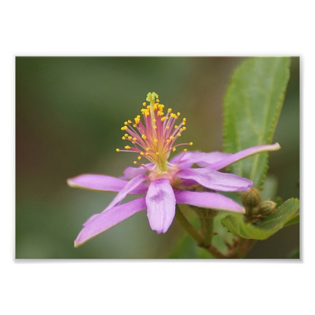 Foto Star Burst (Frente)