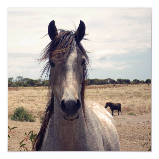 Foto Star The Arab Pony, (Frente)