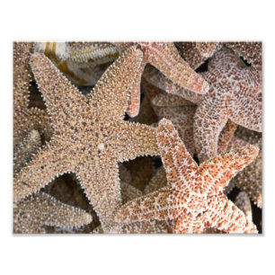 Foto Starfish por todas partes
