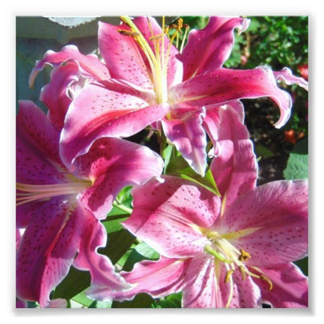 Foto stargazer lilies (Frente)