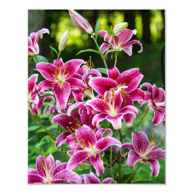 Foto Stargazer Lilies (Frente)