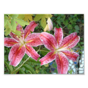 Foto Stargazer Lilies Garden Floral