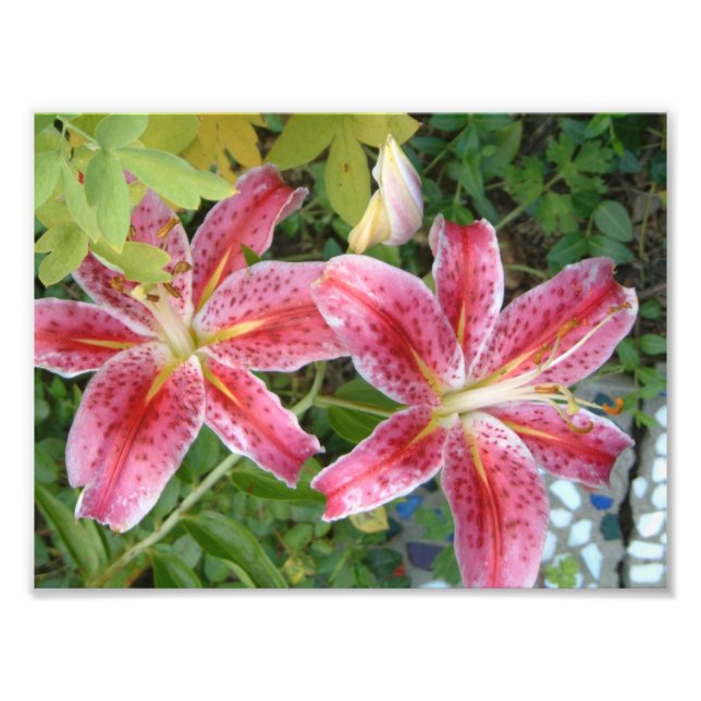 Foto Stargazer Lilies Garden Floral (Frente)