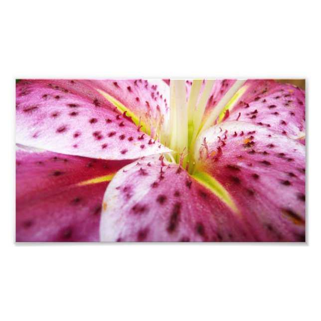Foto Stargazer Lily Bright Magenta Floral (Frente)