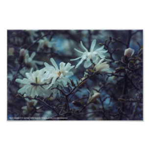Foto Starry Magnolia 3172