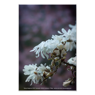 Foto Starry Magnolia 5780