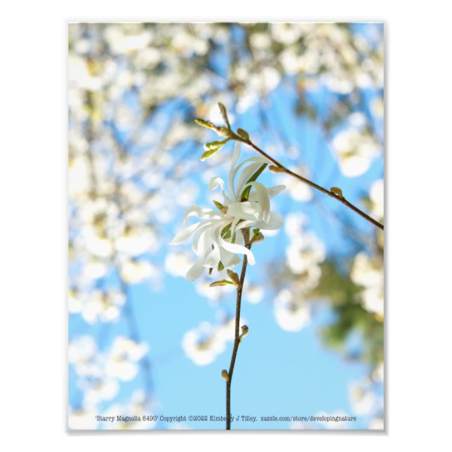 Foto Starry Magnolia 6490 (Frente)