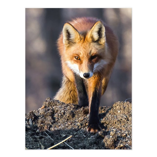Foto Stealthy Fox (Frente)