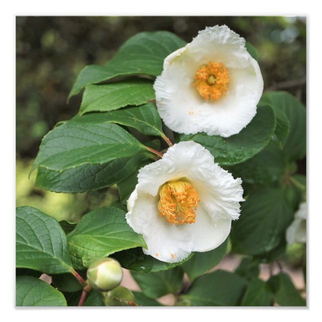 Foto Stewartia japonesa de 12 "x12" (Frente)