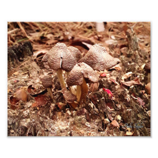 Foto Stump Mushrooms