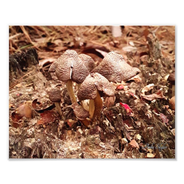 Foto Stump Mushrooms (Frente)