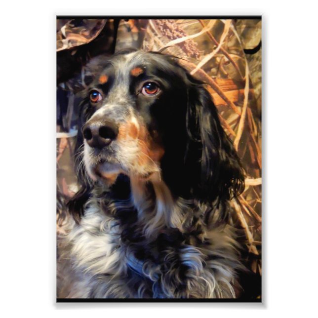 Foto Stunning Setter (Frente)
