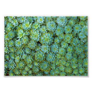 Foto Suculentos - planta de Echeveria