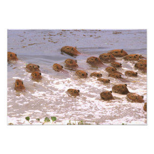 Foto Sudamérica, Venezuela, región de Llano.