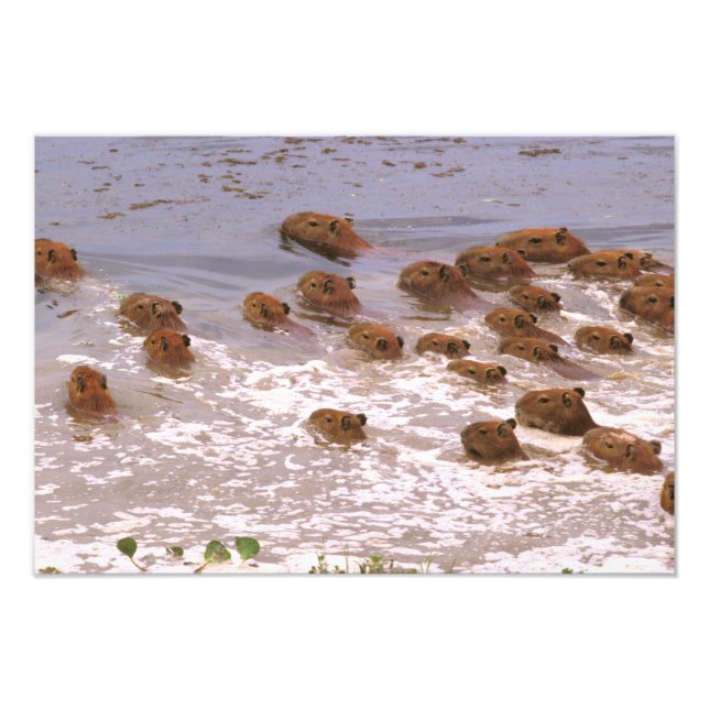 Foto Sudamérica, Venezuela, región de Llano. (Frente)