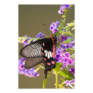Foto Sudeste Asiático, Tailandia, Doi Inthanon, Papilio