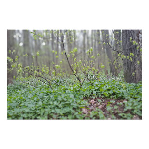 Foto Suelo del bosque de los Cárpatos Rumania Fotografí
