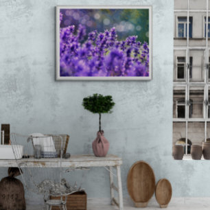 Foto Sueños de lavanda