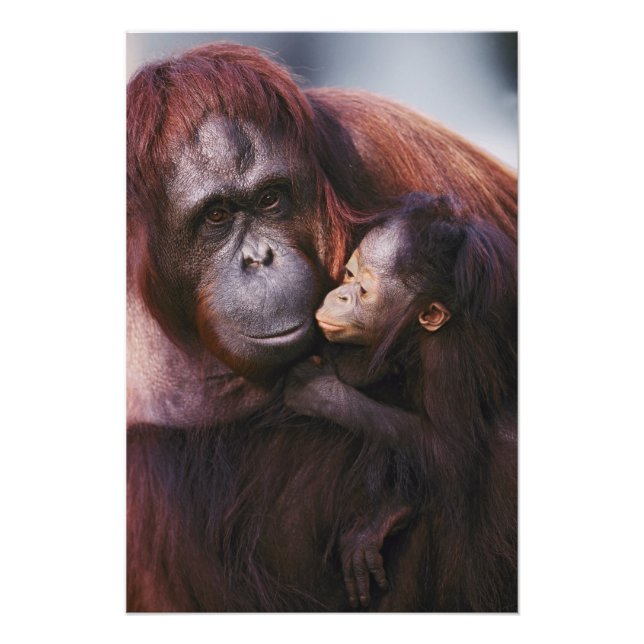 Foto Sumatra Sumatra Orangutan con su bebé, Pongo (Frente)
