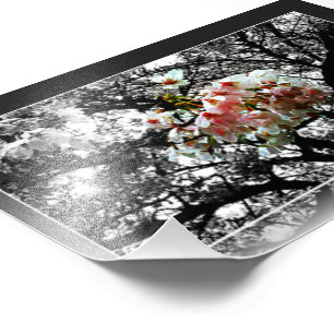 Foto Sun besó las flores de cerezo