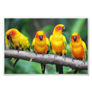 Foto Sun Conures