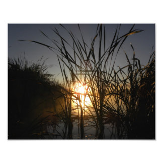 Foto Sun Detrás de los carrizos